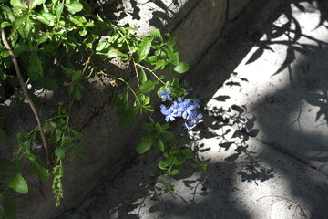 Flowers on sidewalk