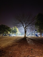night in the park with long tree shadow