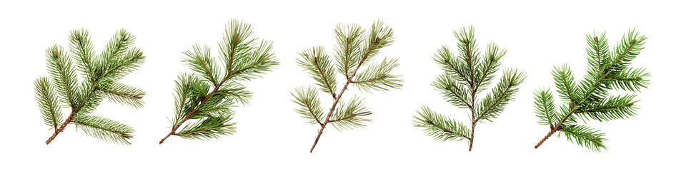 Naklejka premium Christnas pine branch with cones isolated on white