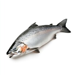 Fototapeta premium Whole Salmon Head on Glossy White Background