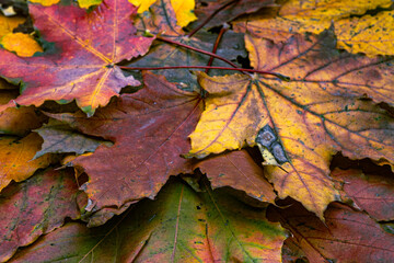 A pile of colorful fallen autumn oak leaves