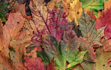 A pile of colorful fallen autumn oak leaves