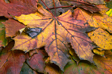 A pile of colorful fallen autumn oak leaves