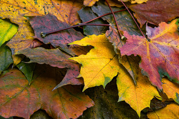 A pile of colorful fallen autumn oak leaves