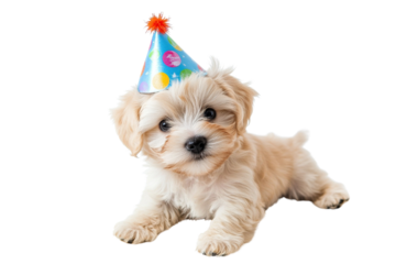 Maltipoo puppy wearing a birthday hat on a transparent background.