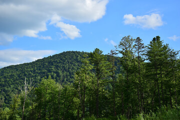 Forest and blue sky.