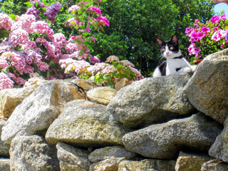 A black and white cat in the garden