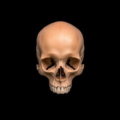 Fototapeta premium Natural Human Skull - Front View on Black Background