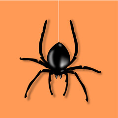 Spider Halloween