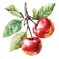 Current fruit watercolor clipart illustratration
