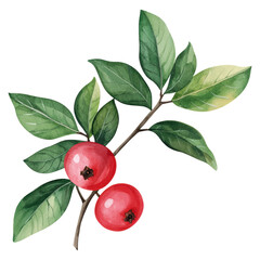 Two red berries on a leaf