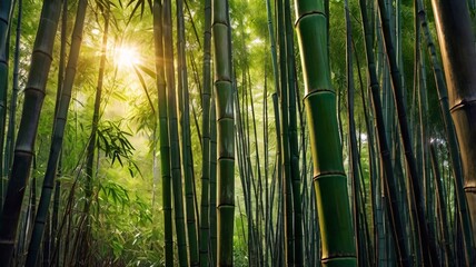Fototapeta premium The sun shines through a dense bamboo forest.