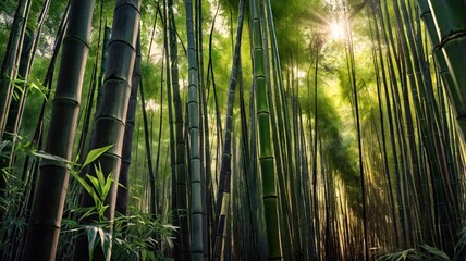 Fototapeta premium The sun shines through a dense bamboo forest.