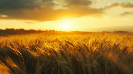 Obraz premium A captivating view of a golden wheat field swaying gently in the breeze as the sun sets in the background.