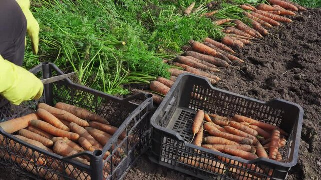 Trimming the haulm when harvesting carrots from the bed.