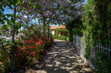 A peaceful suburban footpath is lined with a white picket fence, vibrant flowering trees, and shrubs. The walkway is shaded by the trees, creating a pleasant and cosy atmosphere.