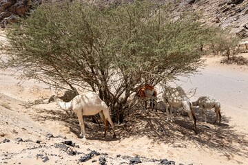 Grazing free-range dromedary camels in the Saudi Arabian desert
