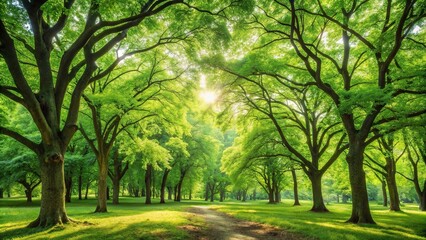 Enchanting panoramic view of lush green trees