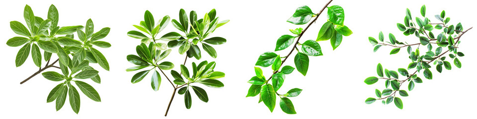 Fototapeta premium Set of a Beautiful branch of Euphorbiaceous with green leaves, isolated on a transparent background.