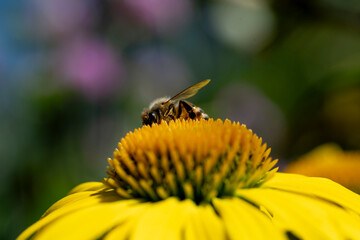 Bee cought in the nectar