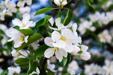 Obraz premium Delicate apple flowers bloom profusely on the tree.