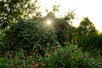 Sunset over garden green beans with colorful zinnia flower field