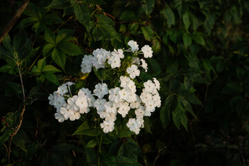White wildflowers growing in a beautiful Illinois prairie enviro