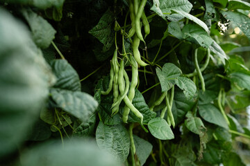 Delicious string green bean plants in country backyard summer ga