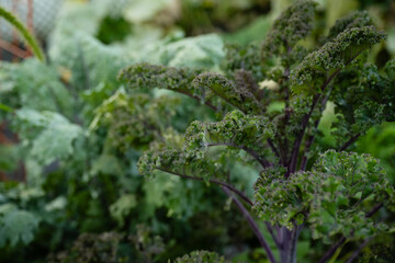 Close-up of green and purple kale in summer vegetable garden