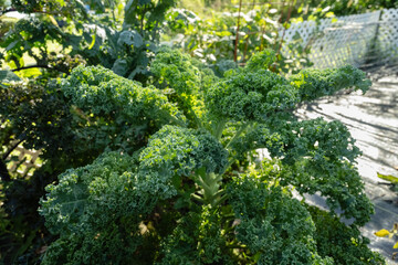 Fresh green summer garden kale growing along white picket fence