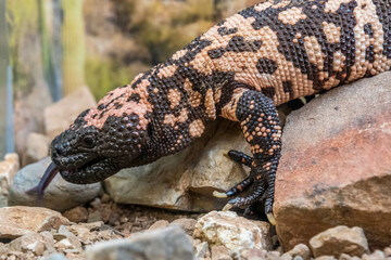 A Gila Monster in Tucson, Arizona