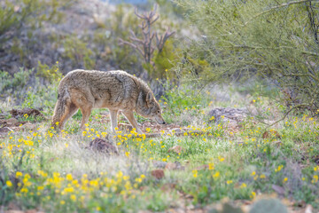 A Mexican Gray Wolf in Tucson, Arizona