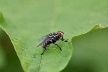 Close-up view of flies on leaves