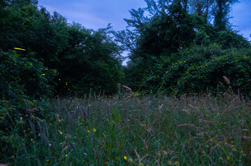 Path of fireflies at dusk in meadow