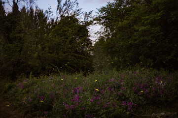 Fireflies and purple wild flowers at dusk in the woods