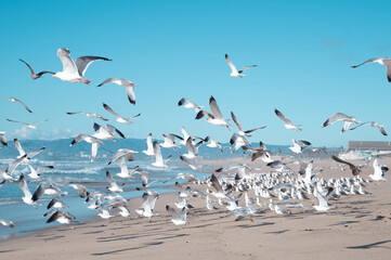 Flock of seagulls taking off from beach in El Segundo