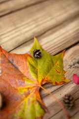 Obraz premium Close-up of fall maple leaf and small pine cone against wooden surface