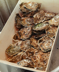 Excellent quality oysters with lemon rations