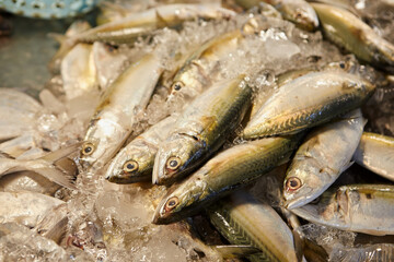 Fresh Mackerel for sale in market