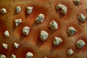 The cap of a ripe red fly mushroom very large macro