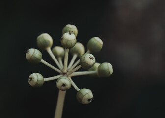 Botanical plants closeup of nature outdoors