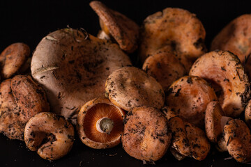 mushrooms Saffron milkcap on a black background, still life of m