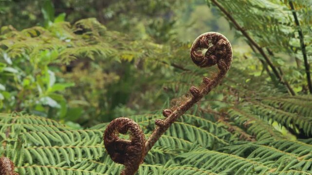 Close up shot of koru fronds in a New Zealand rainforest interior