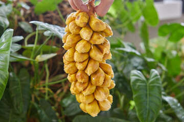 Cropped hand holdinng ripe Chempedak fruit