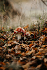 Fly agaric in an autumnal forest atmosphere