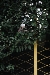 Yellow fence surrounded by lush greenery in Belgrade