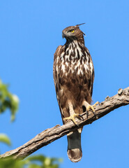 Crested Haek Eagle