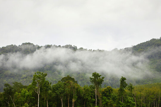 Misty morning in the mountain
