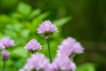 Purple Chive Blossoms in a Lush Green Garden