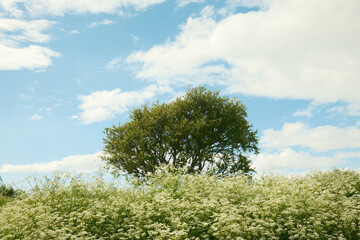 Obraz premium Green plant bushes and tree with branches in park